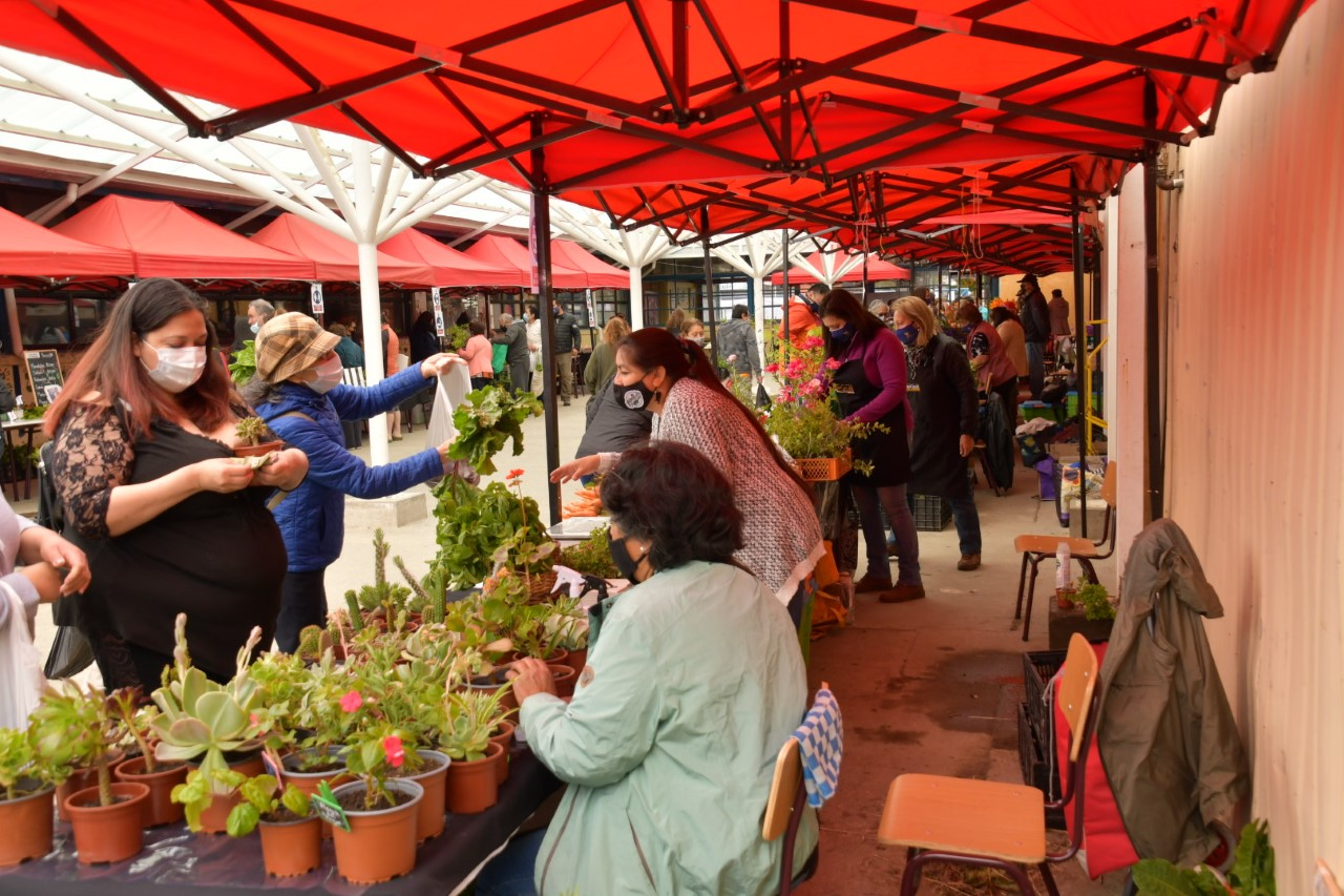 Frutillas, zapallo italiano y lechugas destacaron en el primer Mercado Campesino del año 2021 organizado por INDAP en Punta Arenas