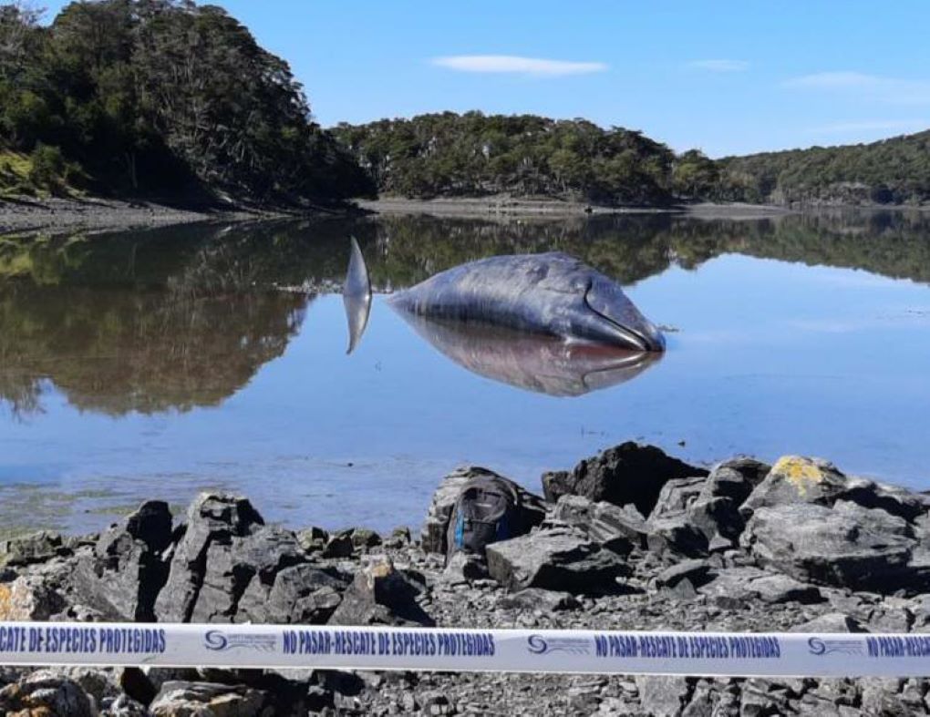 Cuatro ballenas vararon en  Caleta Eugenia a 18 km de Puerto Williams