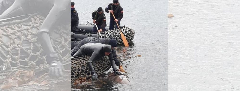 Red Sustenta: Sernapesca y Armada realizan exitoso rescate de un Ziphio