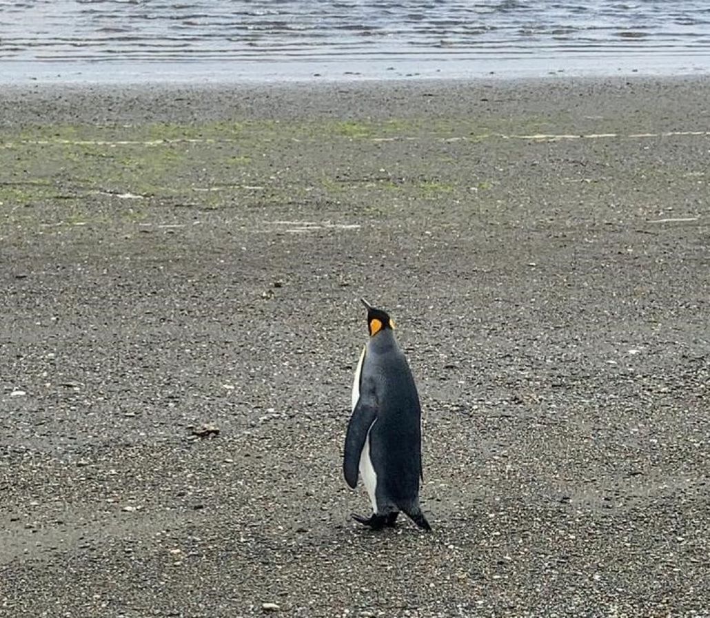 SERNAPESCA rescata y reinserta a Pingüino Rey en Bahía Inútil, Tierra del Fuego