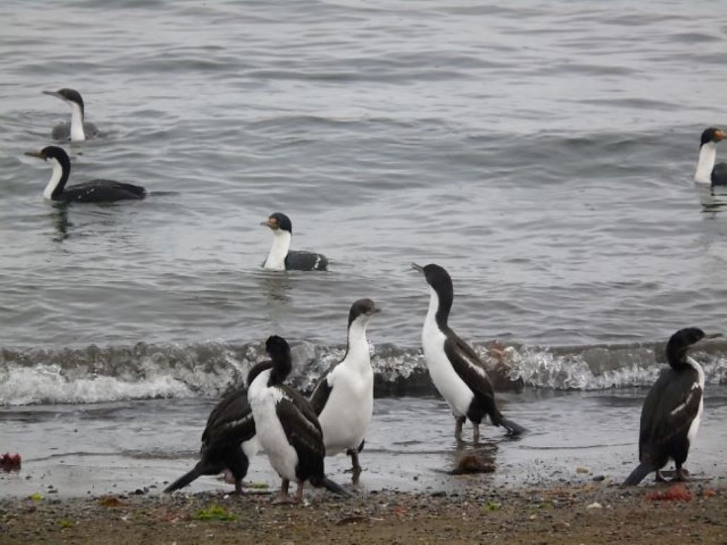 Ante ola de calor:  SAG Magallanes recuerda la importancia de respetar la avifauna costera
