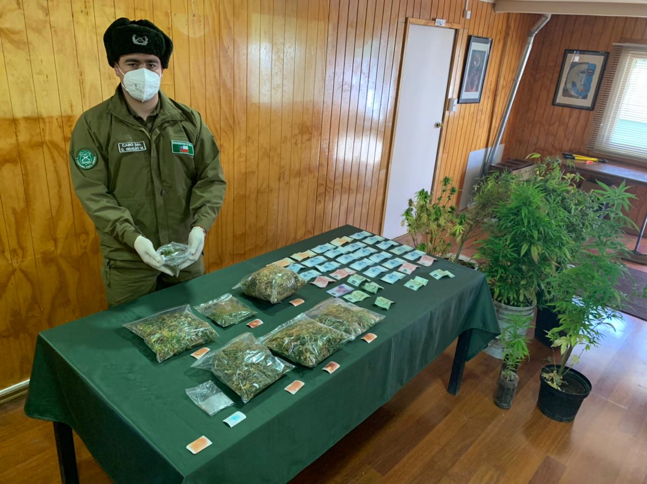 Dos detenidos por tráfico de marihuana y cultivo ilegal de cannabis en Punta Arenas