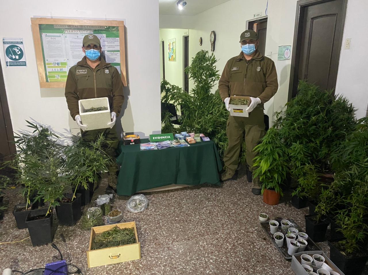 5 detenidos por millonaria plantación de marihuana en Puerto Natales