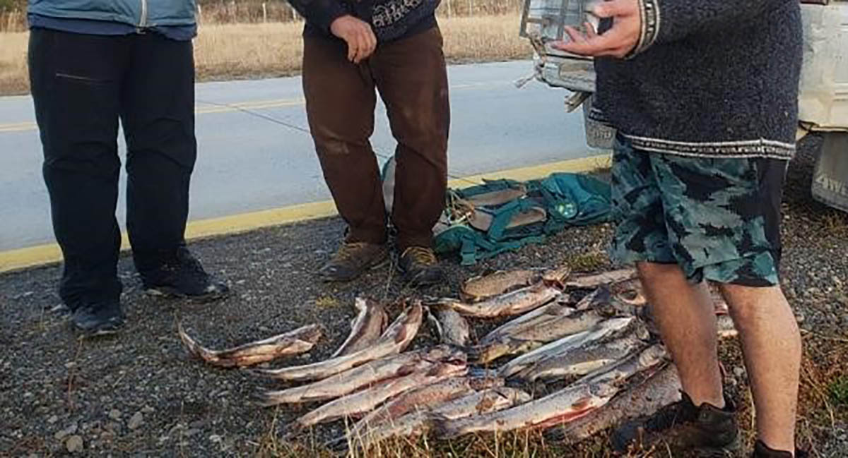 Magallanes: Sernapesca sorprende a pescadores furtivos en control carretero