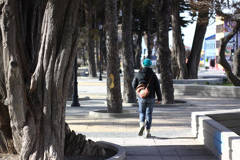 Concejal Soler propone arborizar Punta Arenas, plantando nuevos árboles