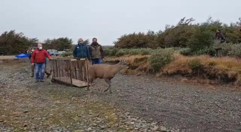 Profesionales del SAG y CONAF trasladan a la Reserva Laguna El Parrillar a un huemul que apareció en Río Seco