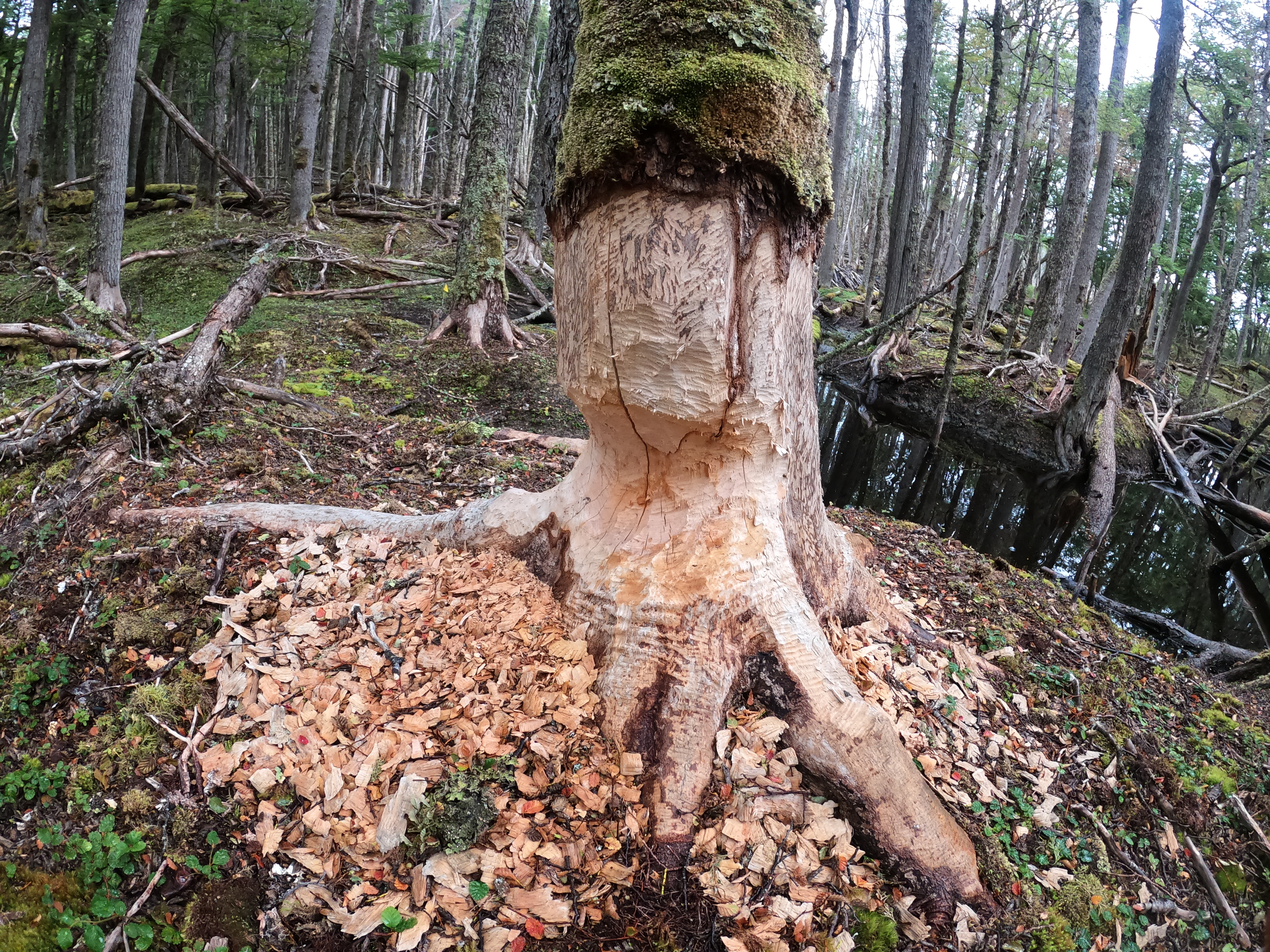 El Día Internacional de los Bosques se conmemoró en Magallanes con seminario de la Corporación Nacional Forestal, CONAF