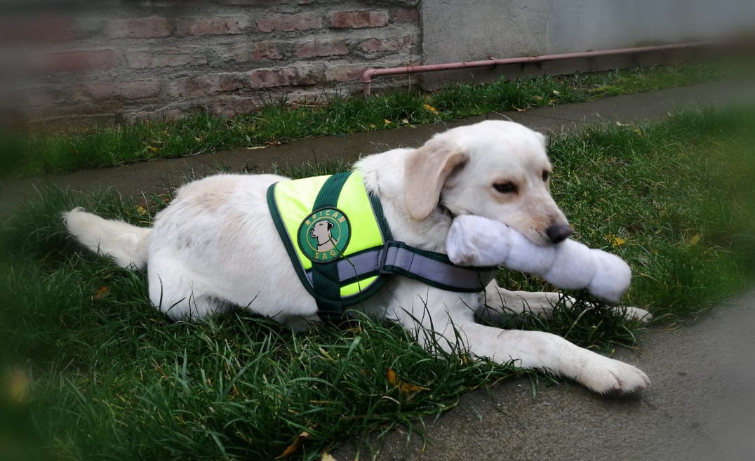 Brigada canina de SAG Magallanes cuenta con nueva integrante: se trata de Lu, una can mestiza donada por la Agrupación VIDA