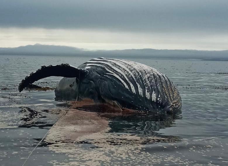Ballena jorobada fue encontrada muerta en borde costero próximo al Faro San Isidro de Punta Arenas