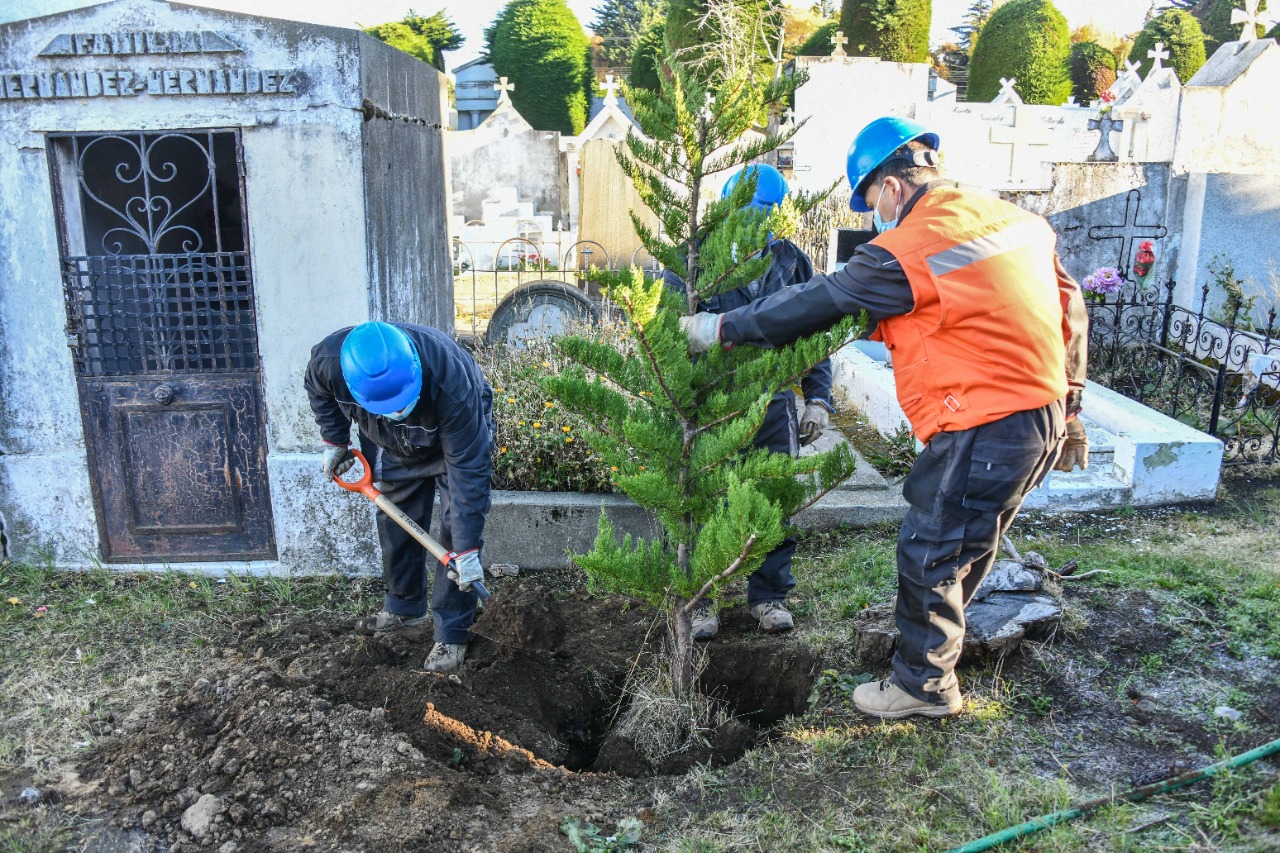 repone siete cipreses en el cementerio municipal