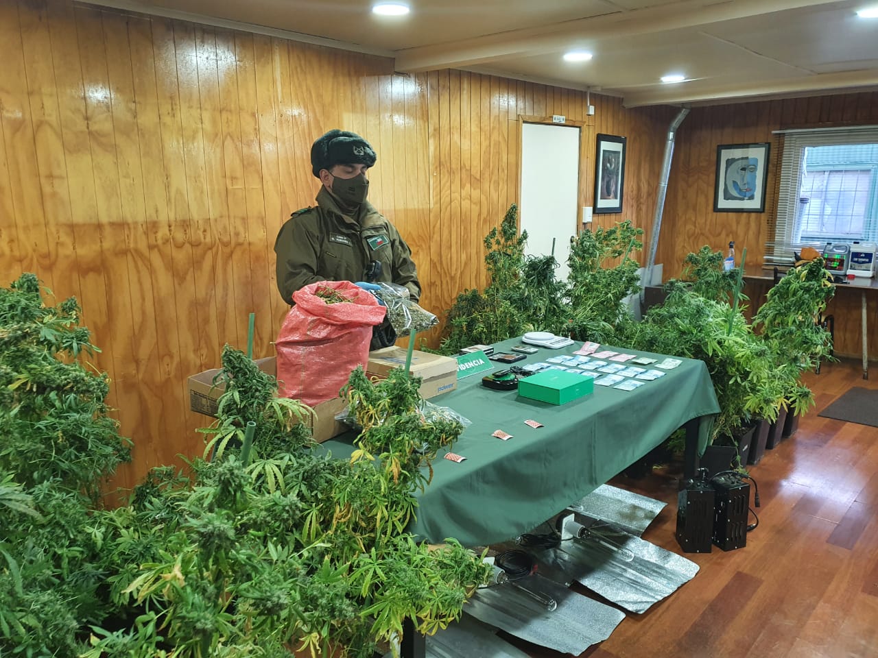 OS-7 de Carabineros detiene a pareja por cultivo de marihuana.