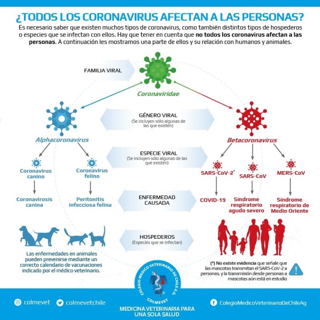 Colegio Médico Veterinario rechaza uso de vacunas destinadas a animales en humanos