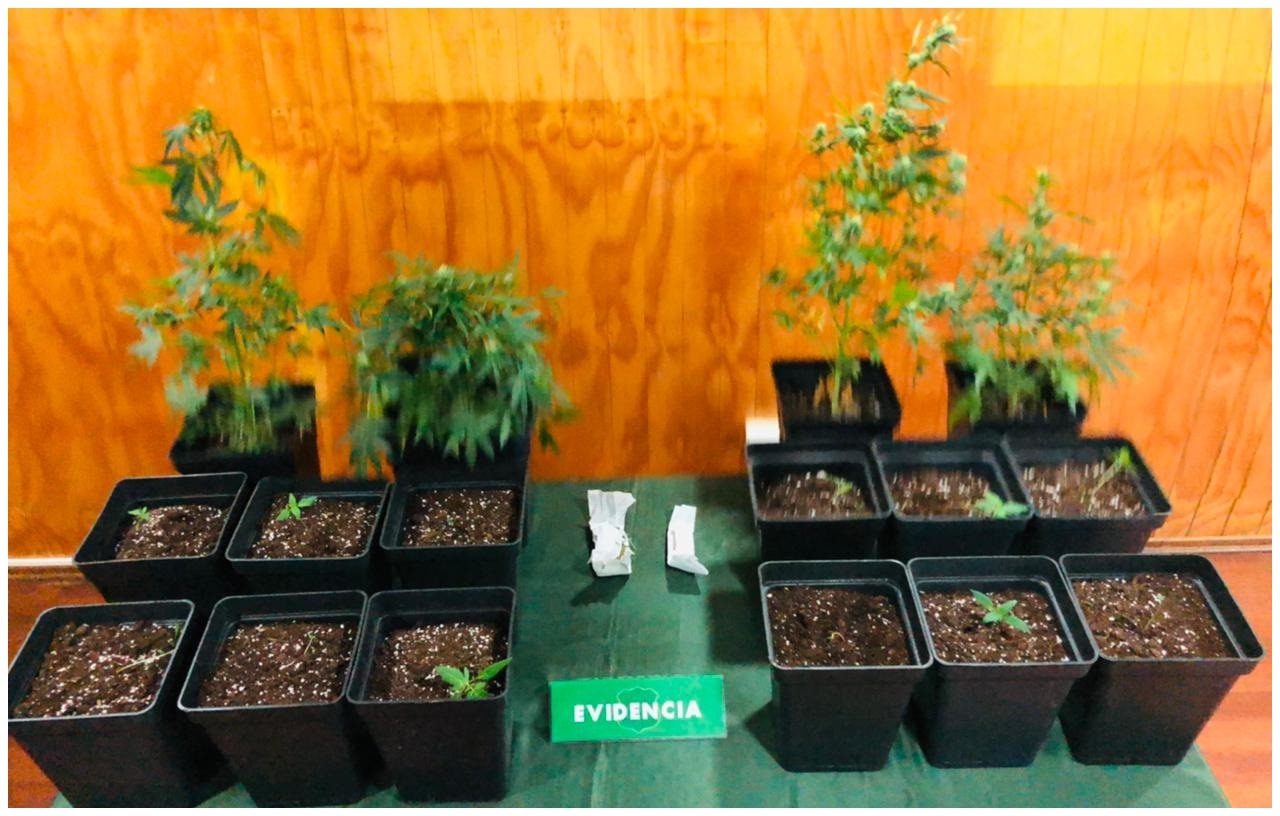 Un adulto detenido por Carabineros por cultivo ilegal de marihuana en Punta Arenas
