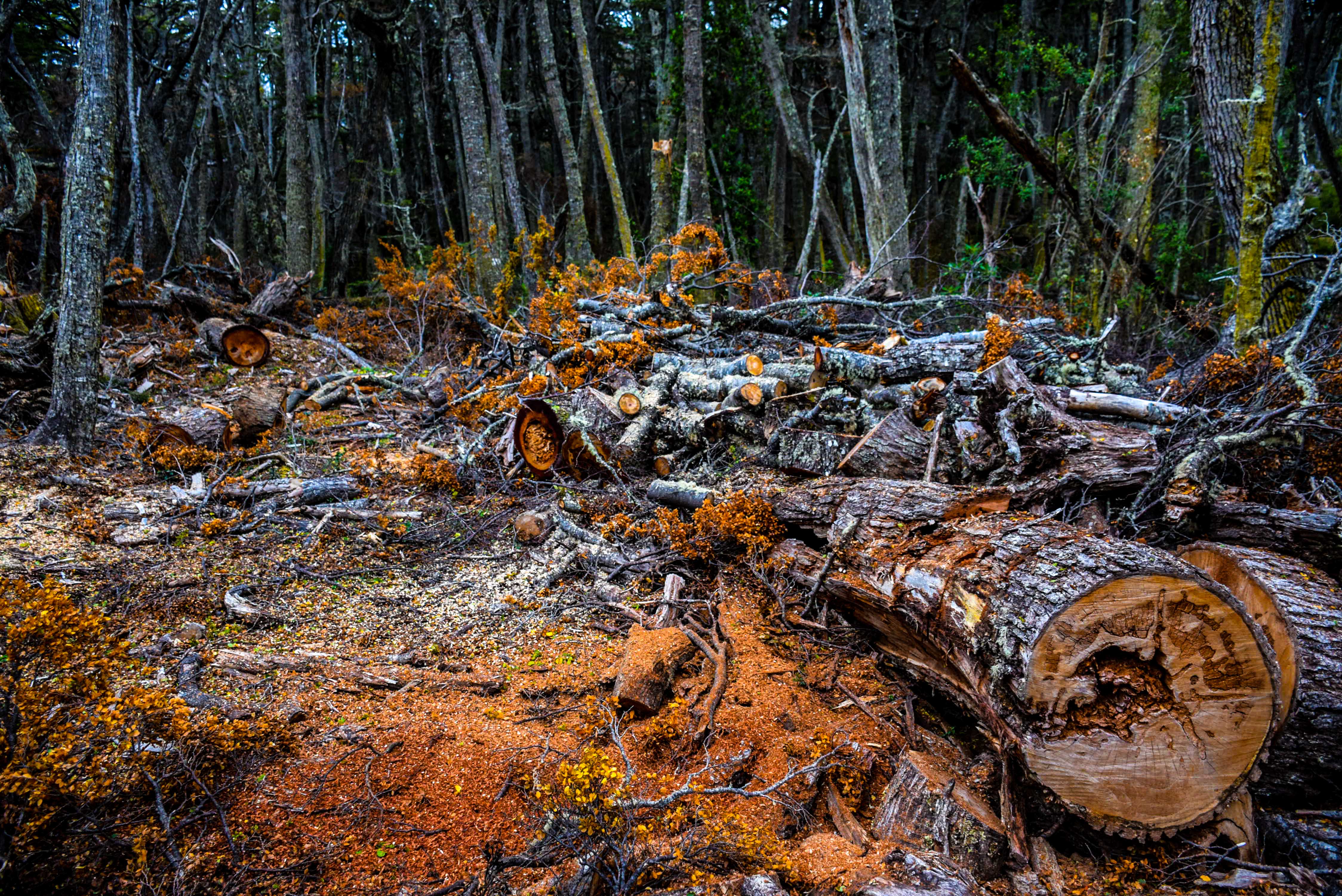 Inician primer proyecto de reactivación económica forestal en Puerto Williams