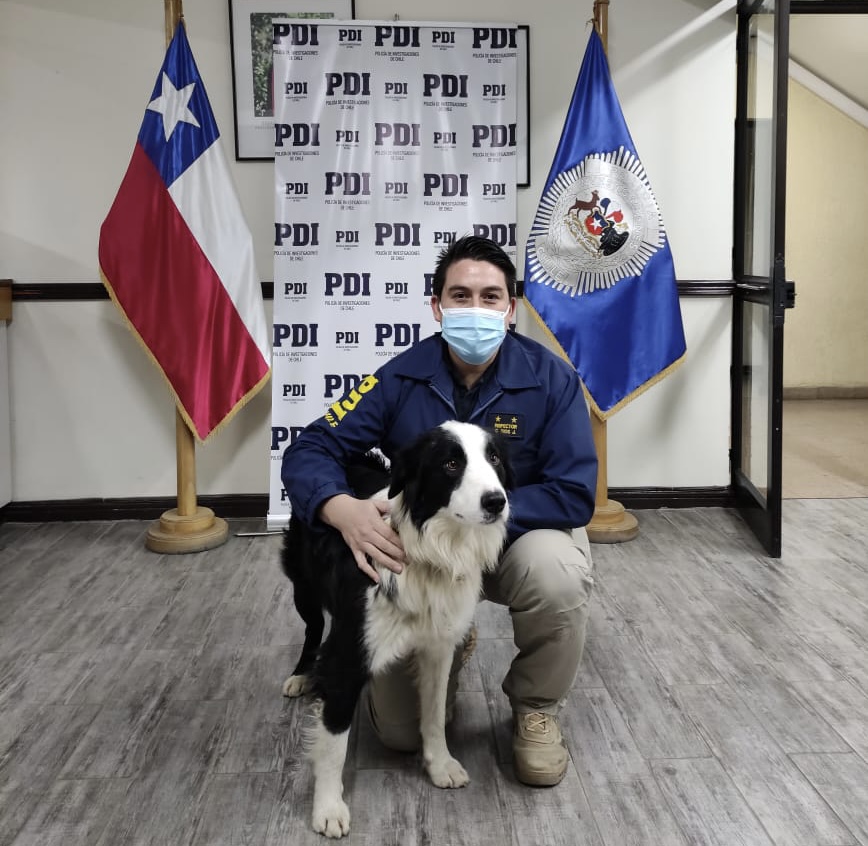 PDI recupera perro sustraído desde una parcela en Punta Arenas