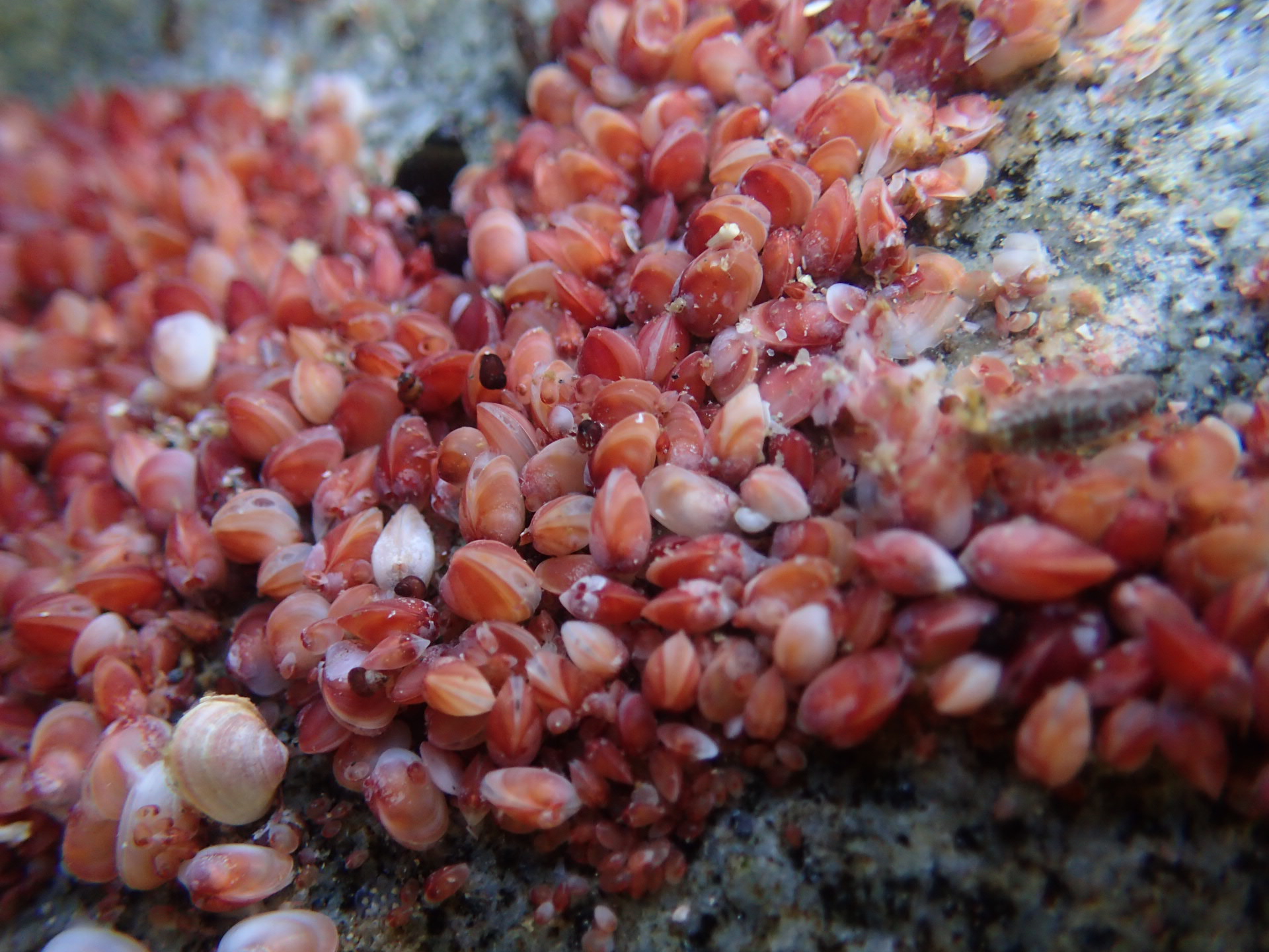 Estudio reveló, al menos, dos especies desconocidas de diminutos bivalvos en el Océano Austral.