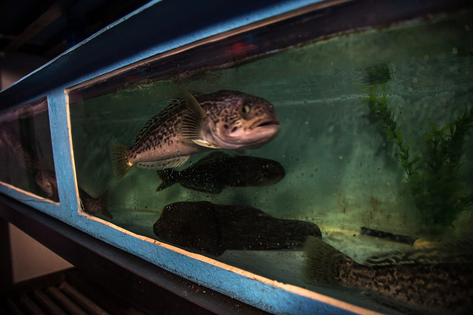 INACH logra mantener vivas especies antárticas en acuarios en Punta Arenas