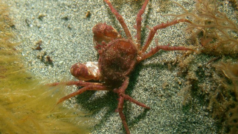 ¿Un próximo invasor? El cangrejo del sur podría establecerse en la Antártica el 2100