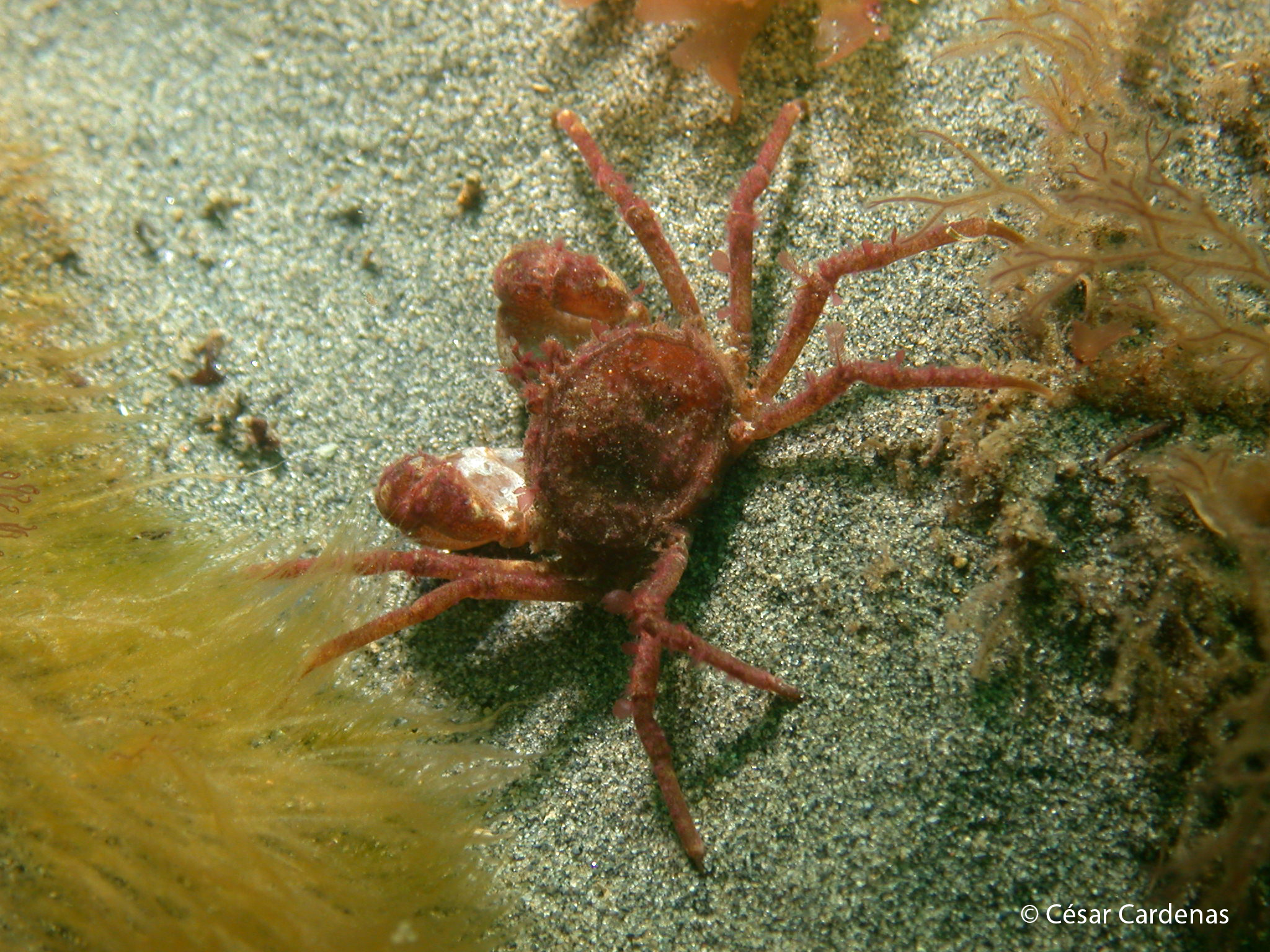 ¿Un próximo invasor? El cangrejo del sur podría establecerse en la Antártica el 2100