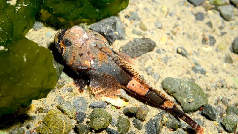 Estudio reveló capacidad de pez antártico para soportar peaks de temperatura