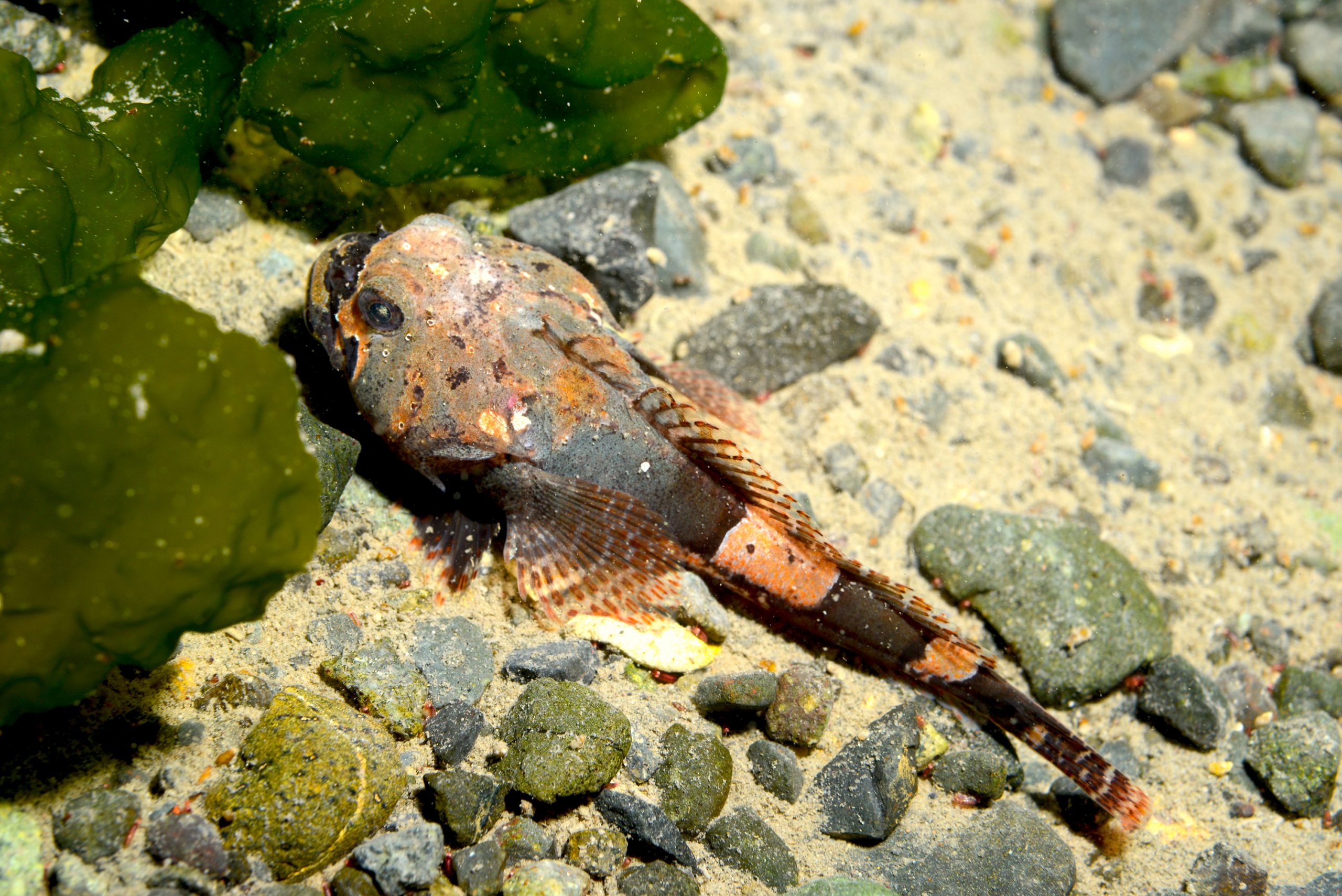 Estudio reveló capacidad de pez antártico para soportar peaks de temperatura