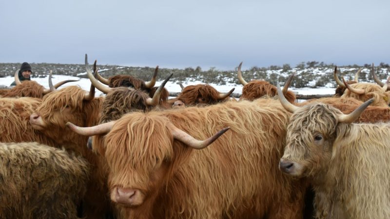 Servicio Agrícola y Ganadero, consolidando la excelencia sanitaria magallánica