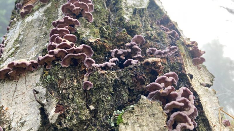 Plagas y enfermedades de cultivos agrícolas serán tema central en encuentro científico que prepara INIA