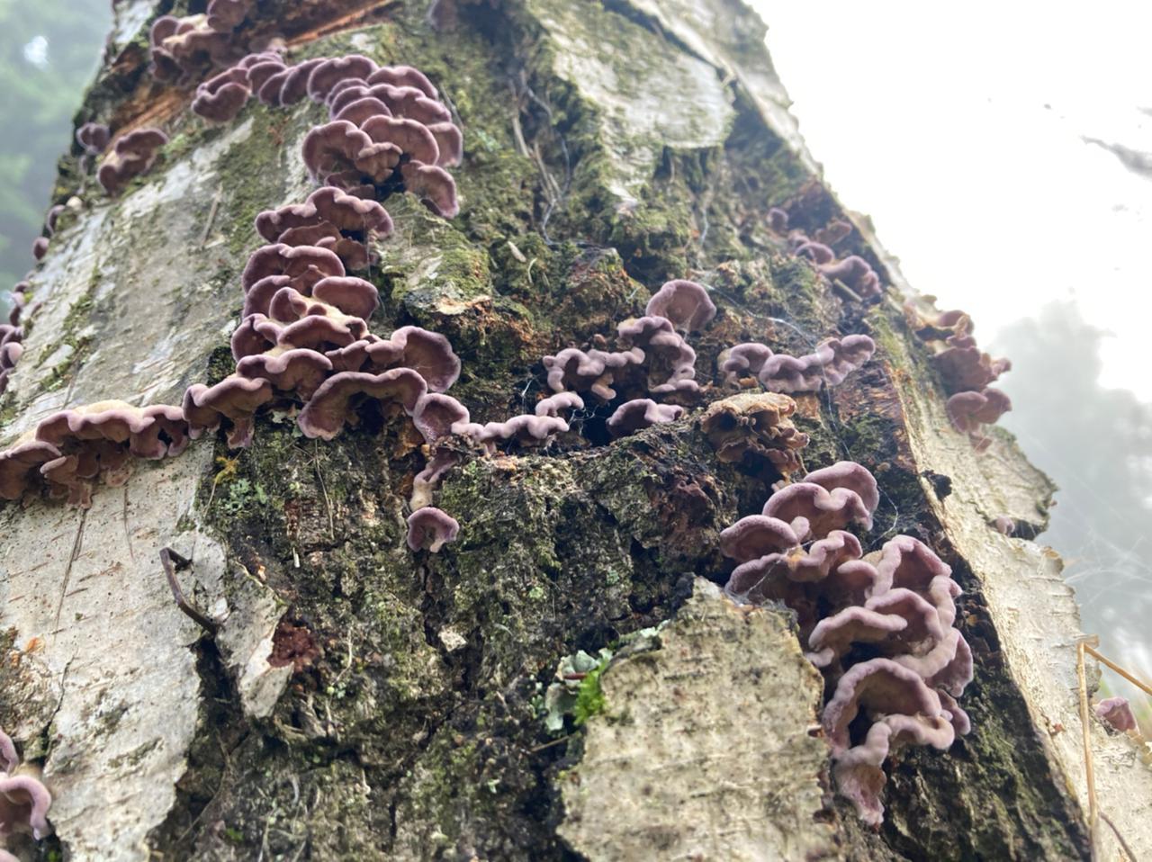 Plagas y enfermedades de cultivos agrícolas serán tema central en encuentro científico que prepara INIA