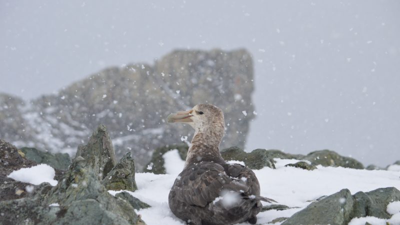 Investigadores describen dos primeros casos confirmados de canibalismo en petreles gigantes