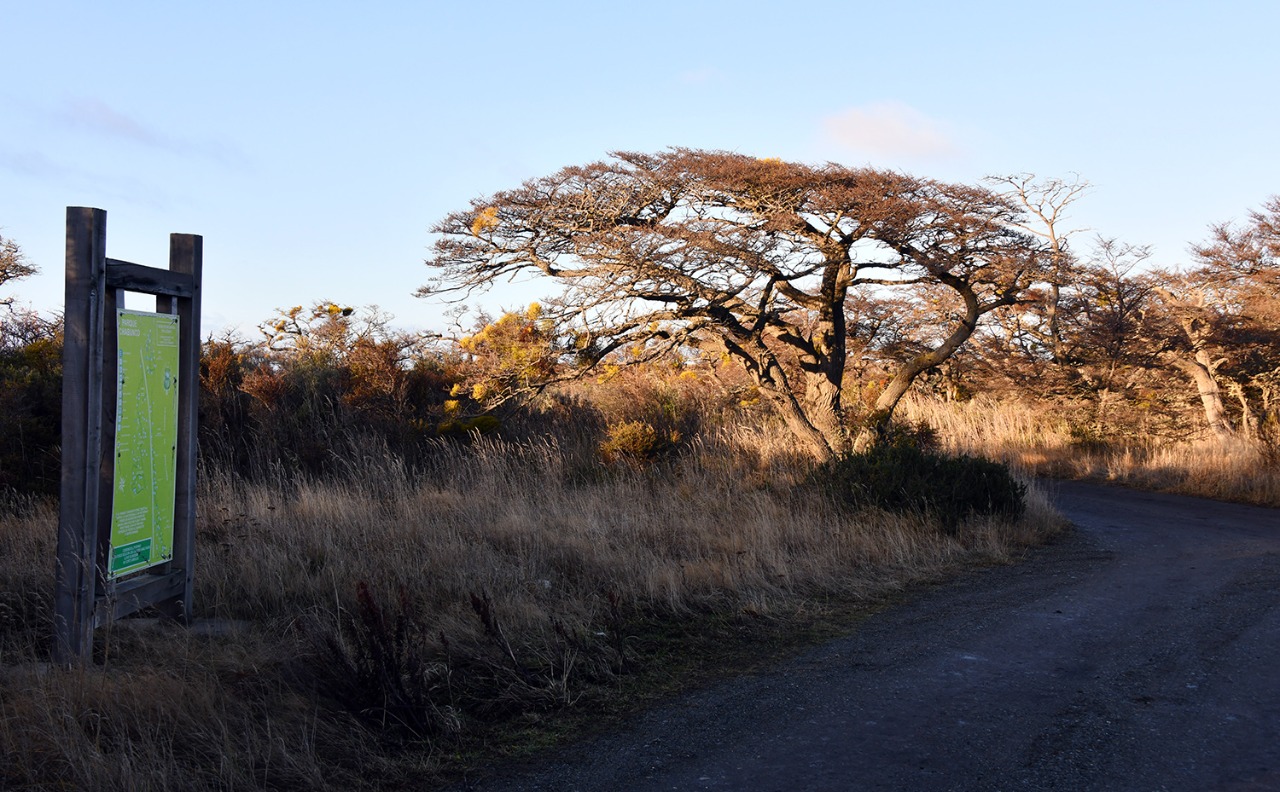CONAF y Municipalidad de Punta Arenas realizarán intervención de Parque Chabunco para prevenir incendios forestales.