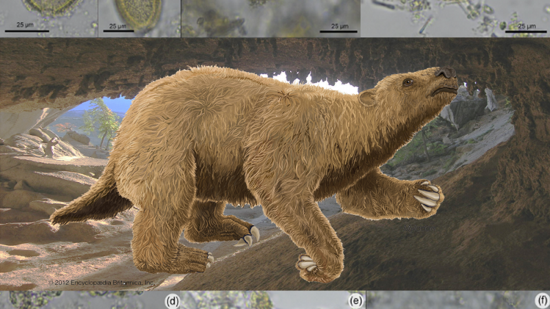 Investigadores descubrieron parásitos fósiles en el Monumento Natural Cueva del Milodón en la zona austral de Chile