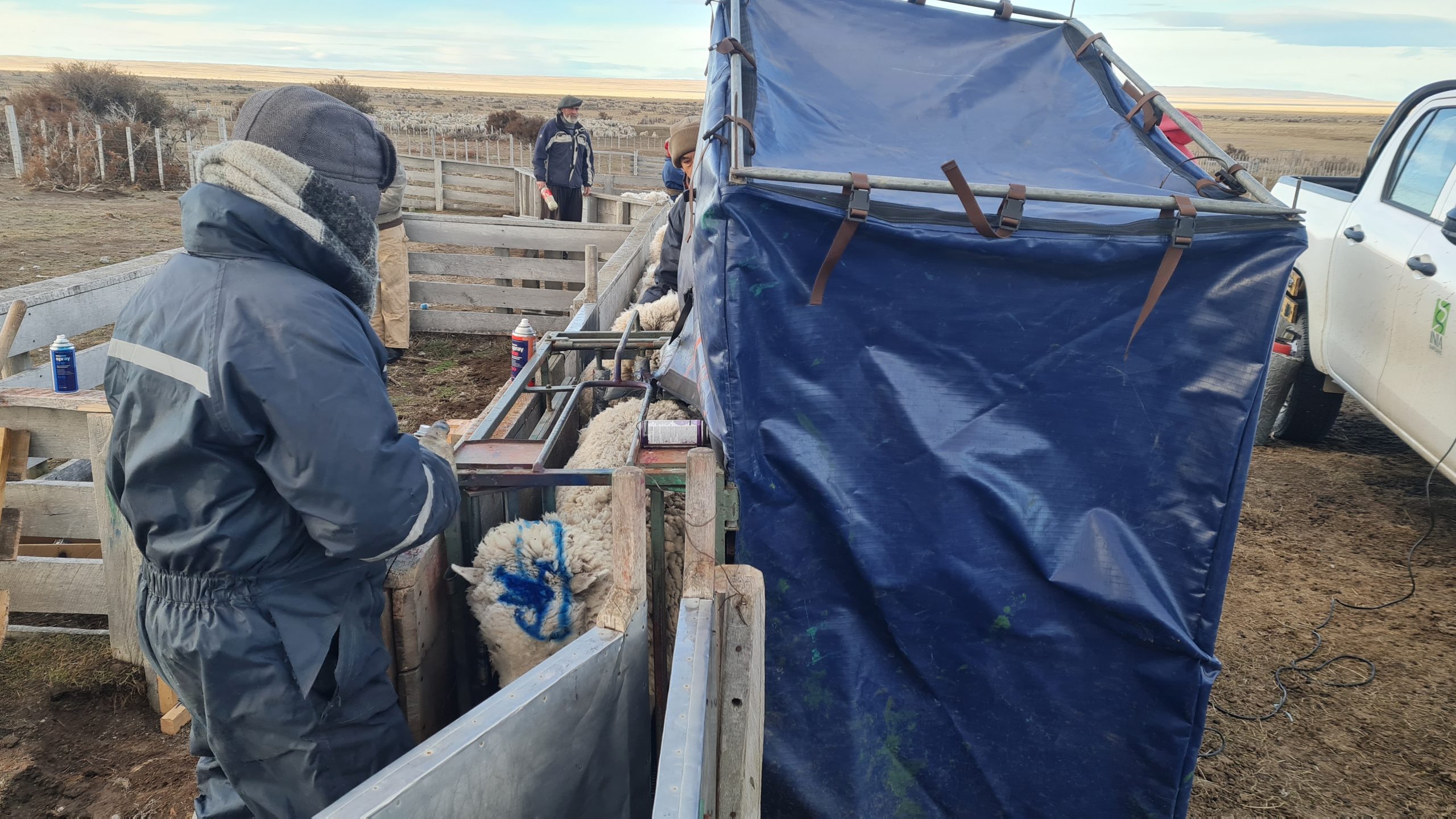 Corfo apuesta por aumentar la producción de carne ovina exportable de Magallanes