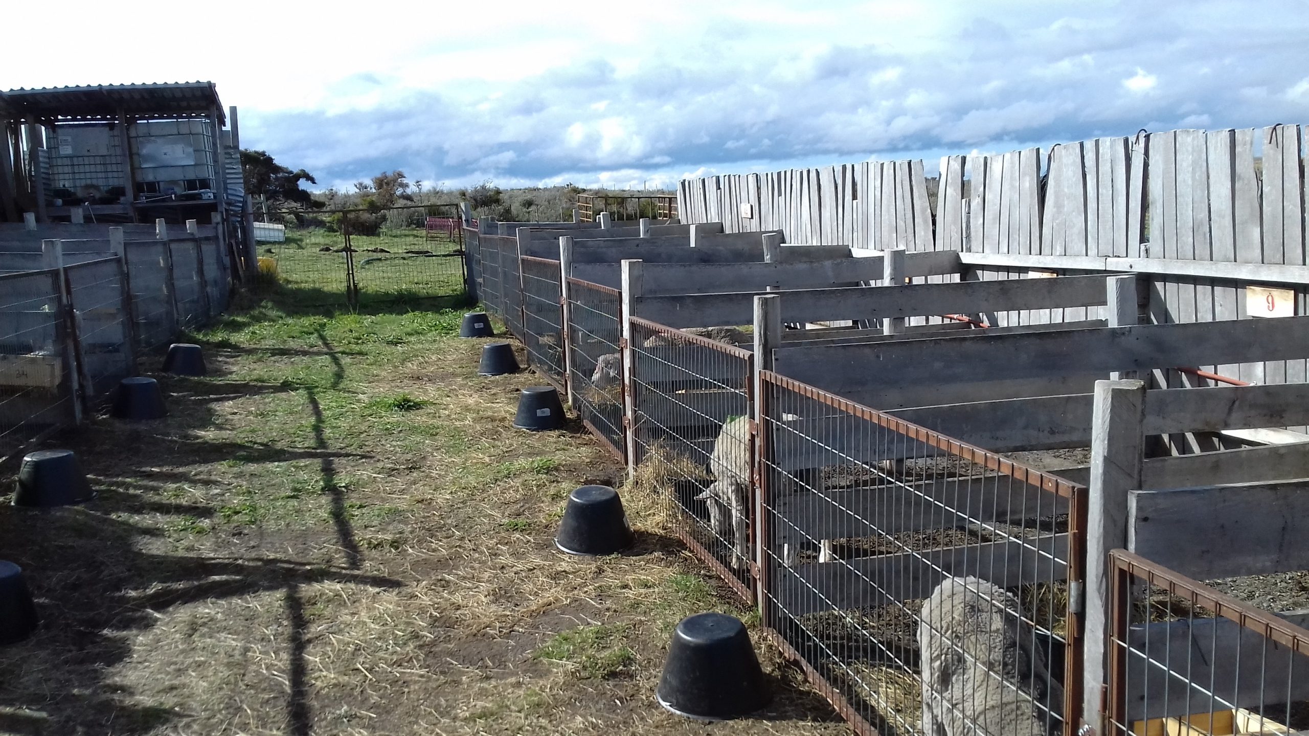 Proyecto INIA evaluó incorporación de nuevos hábitos alimenticios en ovinos para mejorar adaptación al cambio climático