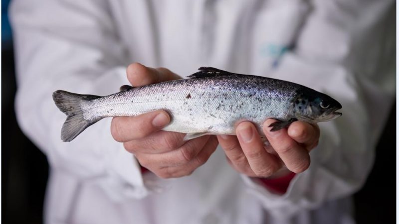 Consejo del Salmón refuerza sitio web educativo con nuevo material para acercar la salmonicultura a las personas