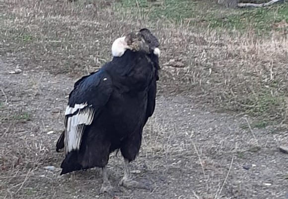 Carabineros efectúa hallazgo de Condor, especies protegida