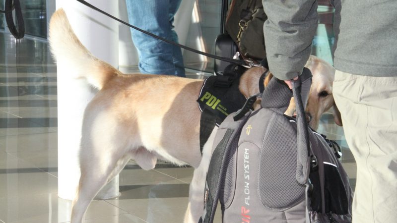 PDI fortalece el trabajo de detección de sustancias ilícitas en el aeropuerto de Punta Arenas