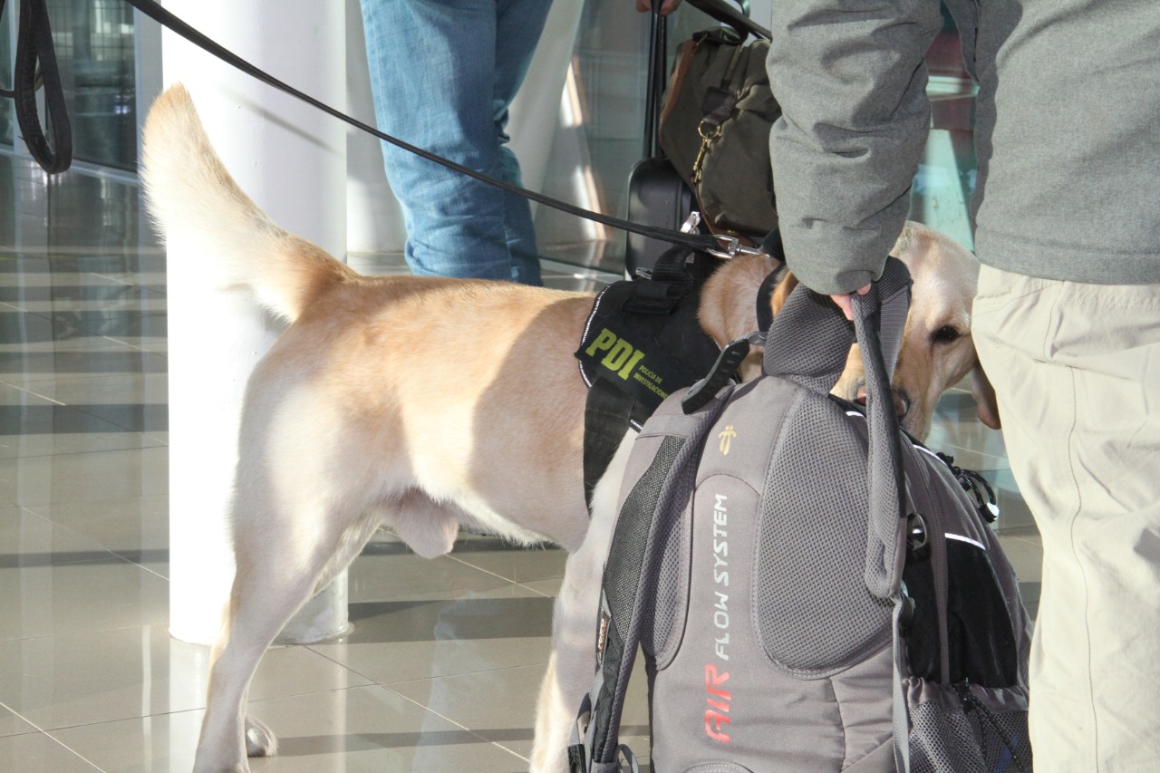 PDI fortalece el trabajo de detección de sustancias ilícitas en el aeropuerto de Punta Arenas