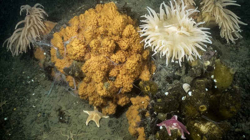 Encuentran nuevas bacterias en esponjas marinas adaptadas al estilo de vida simbiótica y a las bajas temperaturas del océano Austral