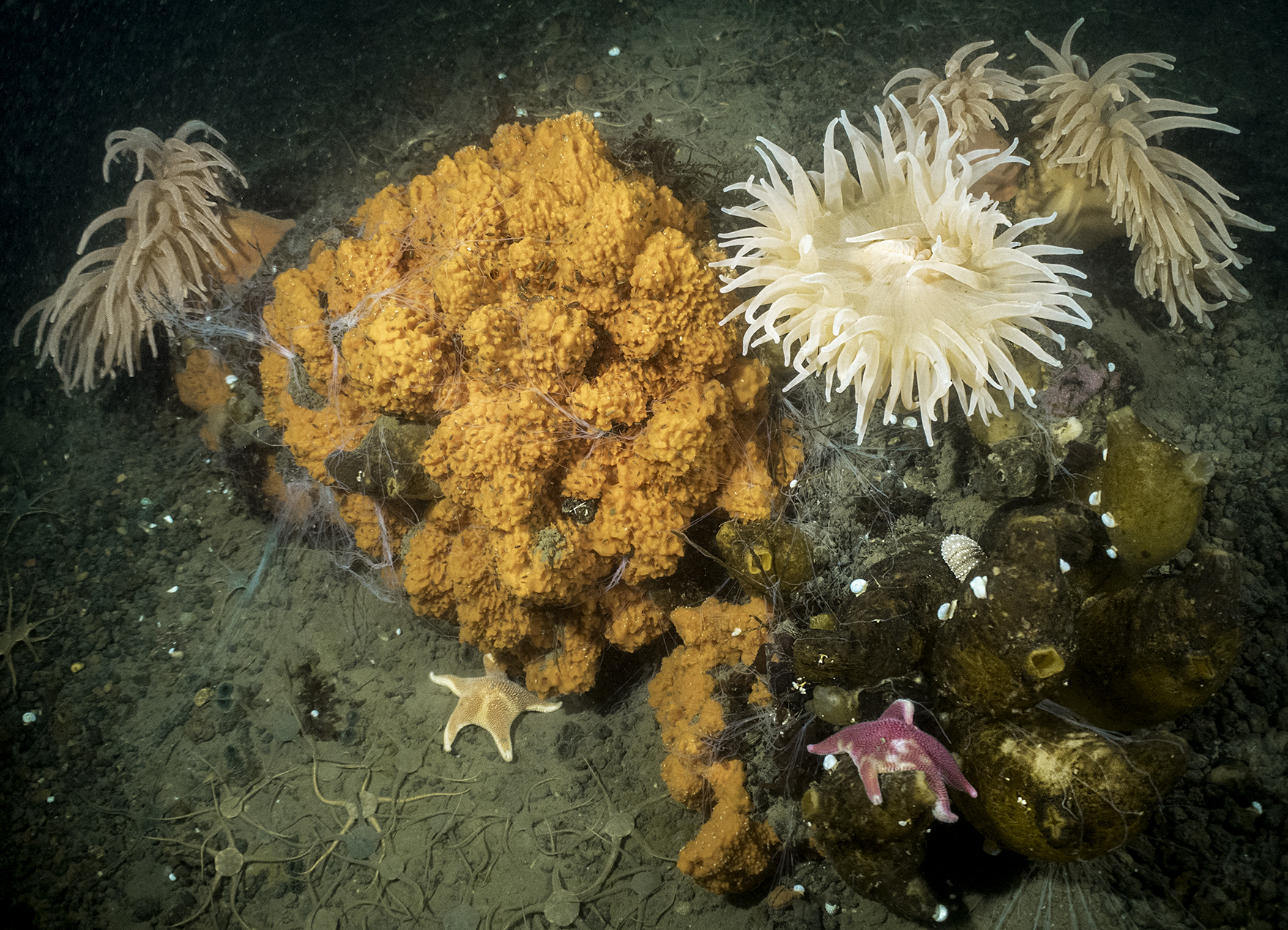 Encuentran nuevas bacterias en esponjas marinas adaptadas al estilo de vida simbiótica y a las bajas temperaturas del océano Austral