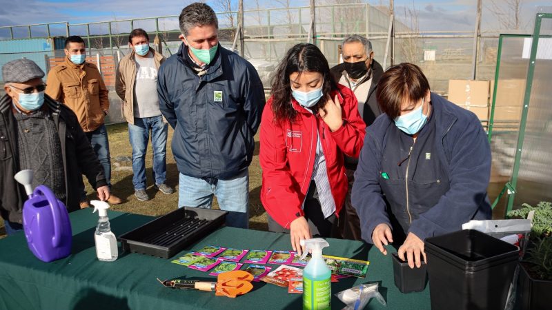 INIA benefició a 50 pequeños agricultores de Natales con invernaderos urbanos