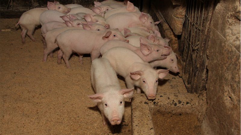 SAG levanta alerta y redobla inspección en frontera tras foco de Peste Porcina Africana en República Dominicana