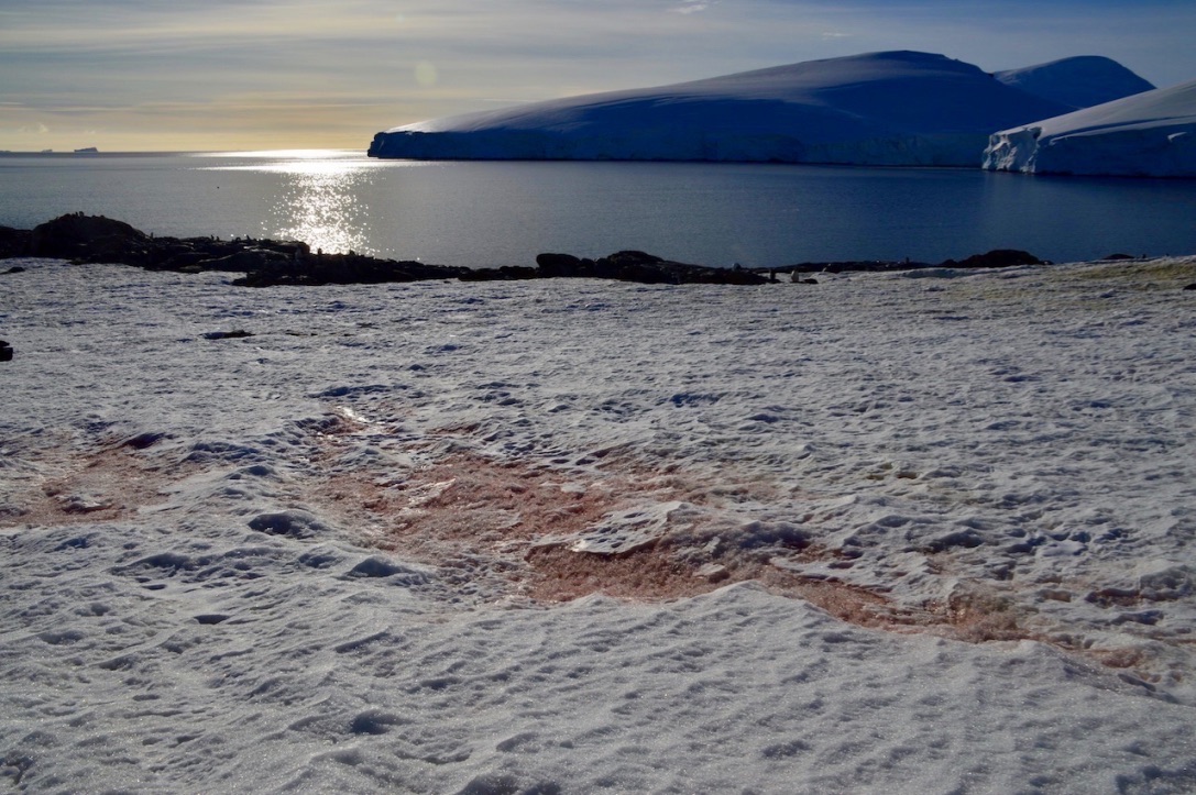 Identifican nueva especie y género de alga antártica