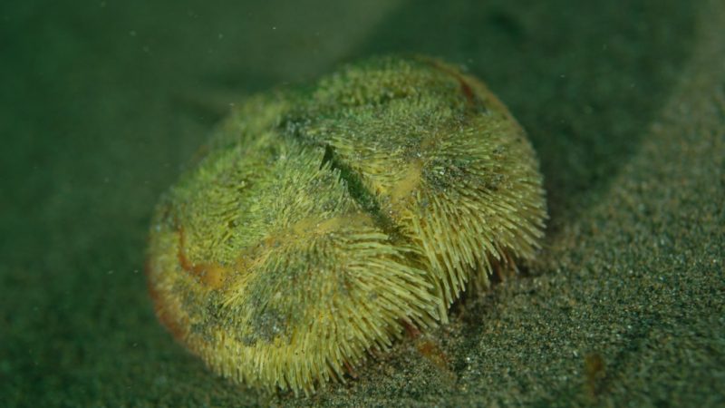 Bacterias de intestinos de erizos ayudan a identificar conexión genética en mares australes