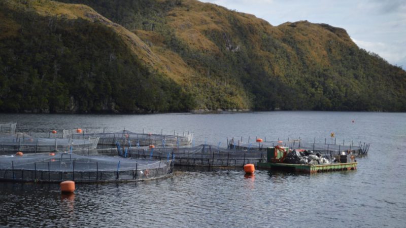 En la Región de Magallanes: Superintendencia de Medio Ambiente sancionó a empresa salmonera NOVA AUSTRAL S.A. por más de $1.225 Millones