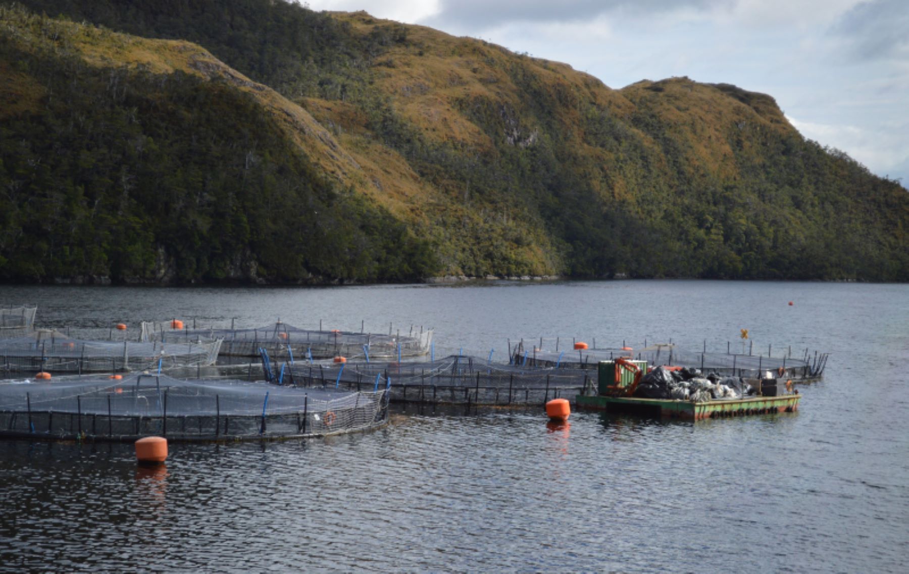 En la Región de Magallanes: Superintendencia de Medio Ambiente sancionó a empresa salmonera NOVA AUSTRAL S.A. por más de $1.225 Millones
