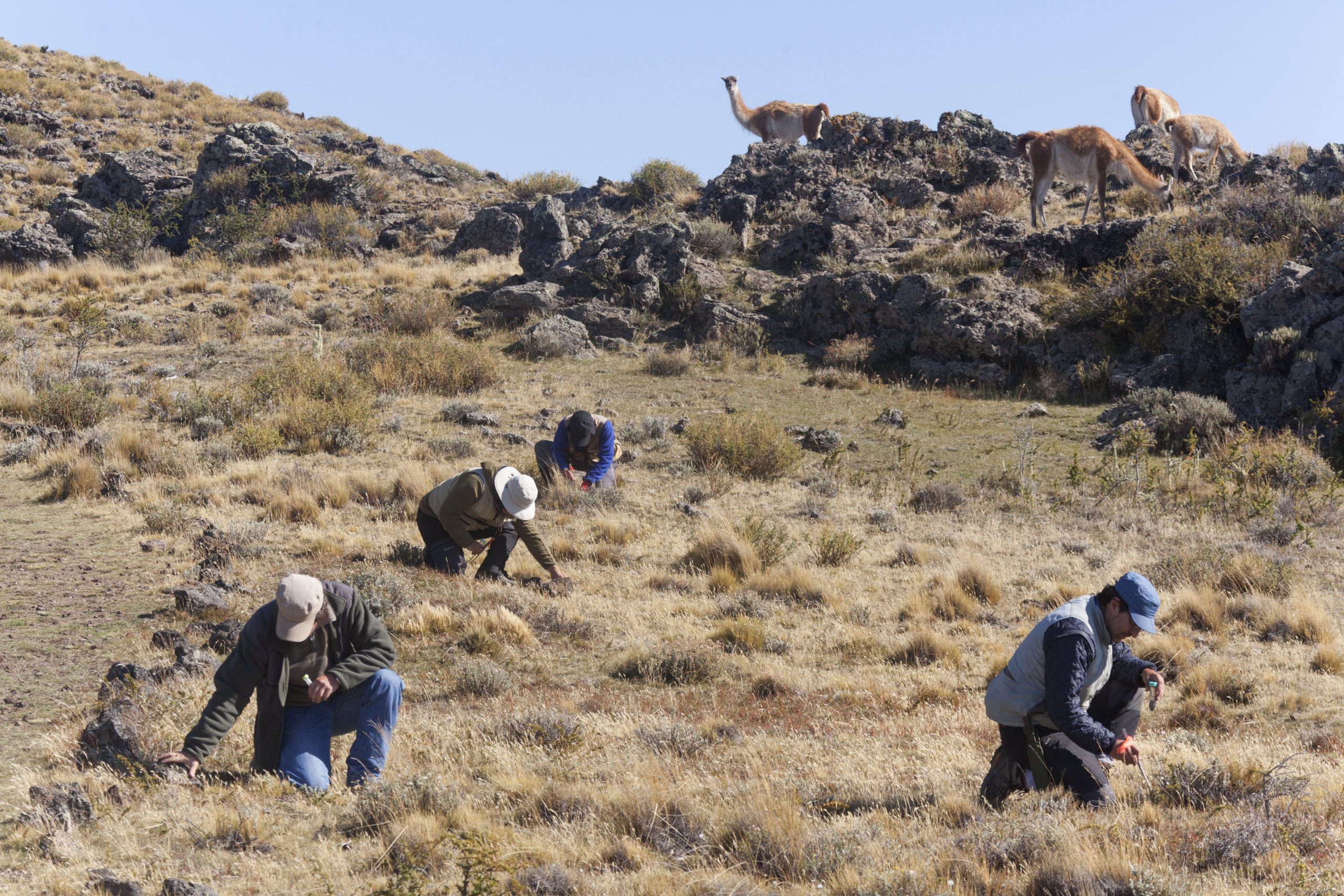 Inventario de biodiversidad del SIMEF realiza hallazgos de 23 nuevas especies de arácnidos e insectos en la Región de Magallanes
