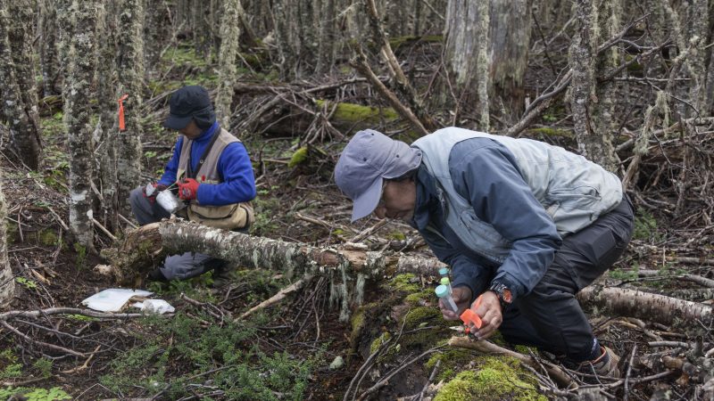 Este viernes se conocerá la biodiversidad que habita en los ecosistemas vegetacionales nativos de  Magallanes