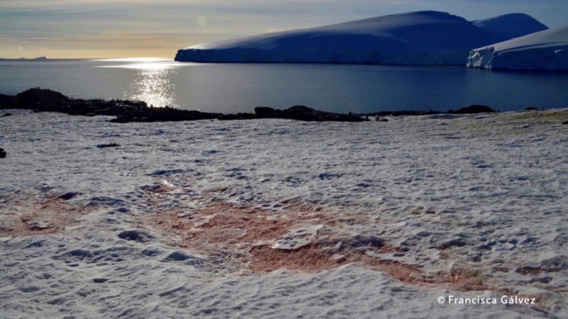 Equipo científico del Centro IDEAL identifica nueva especie y género de alga antártica