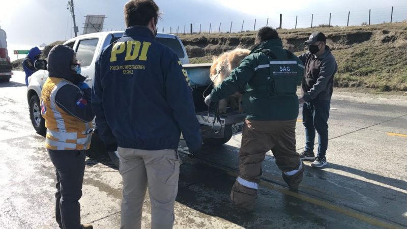 Entre el 13 y el 19 de septiembre PDI Magallanes detiene a 20 personas con órdenes de detención vigentes