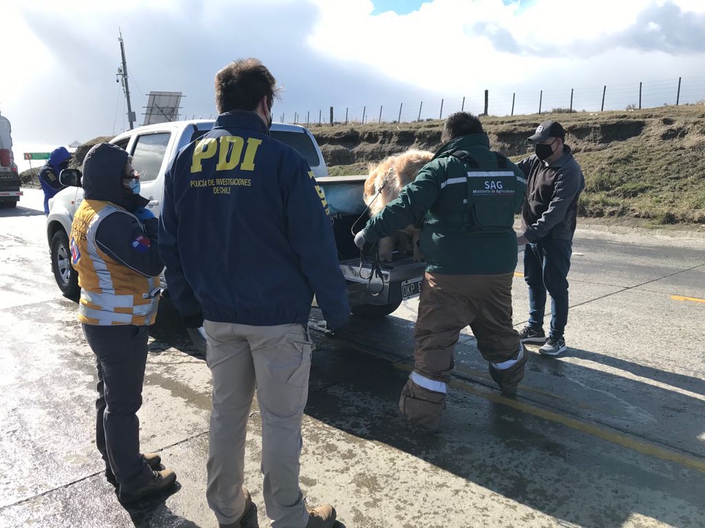 Entre el 13 y el 19 de septiembre PDI Magallanes detiene a 20 personas con órdenes de detención vigentes